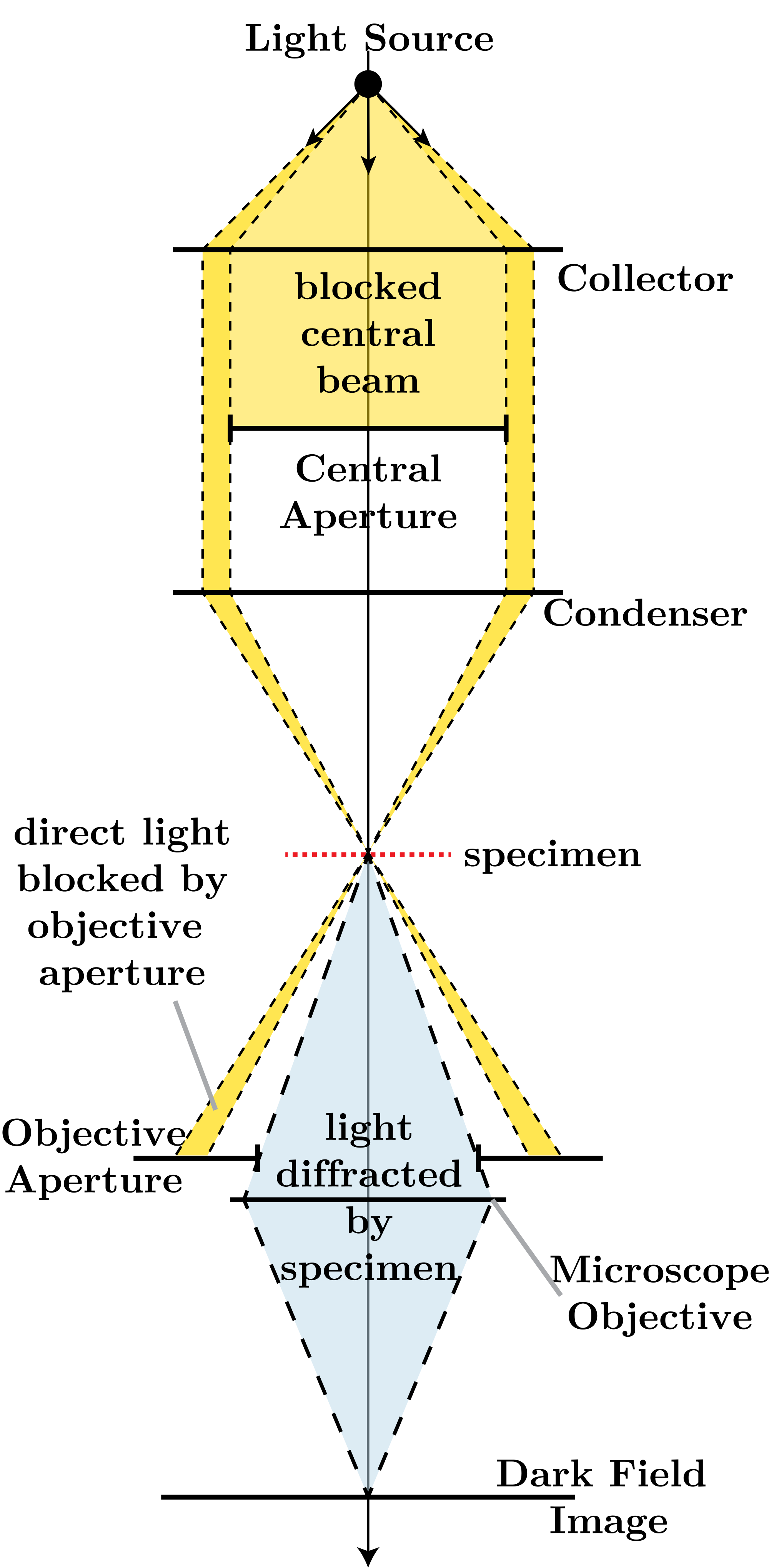 dark field microscopy microbiology wiki fandom powered bright field microscopy