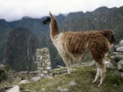 Dollyllama