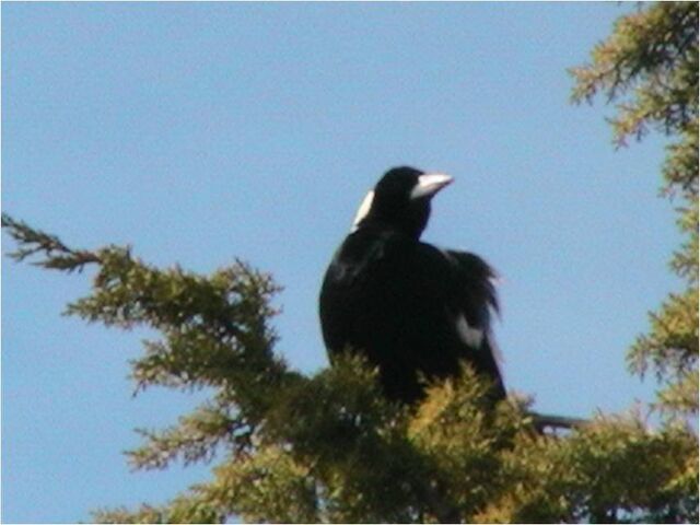File:Magpie.jpg