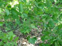 Haylandforest