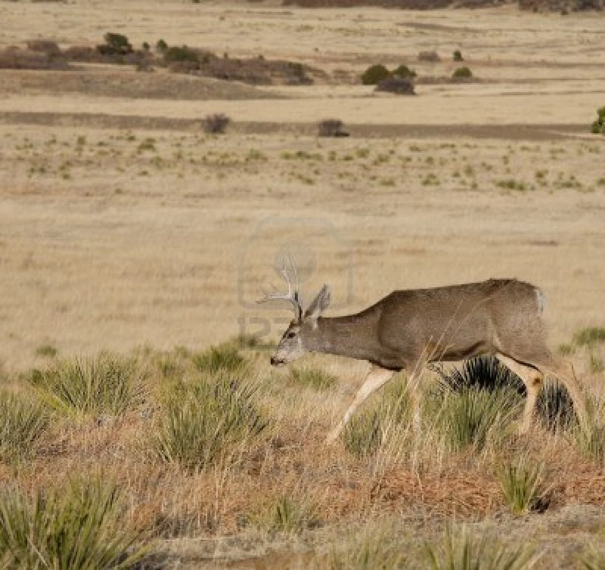 Image 15153417 mule deer in new mexico that is alone in the tall