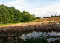 Haylandforest