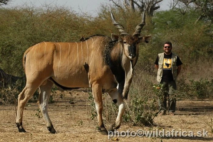 Image - Giant eland 2.jpg | Middle Earth Roleplay Wiki | FANDOM powered