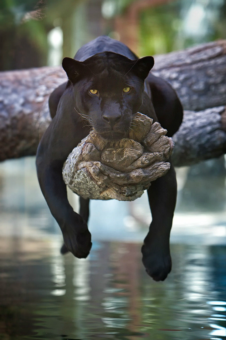 image 153196 black jaguar jpg middle earth roleplay wiki