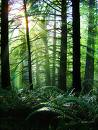 Elven forest