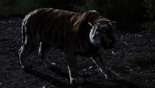 Tiger Tiger