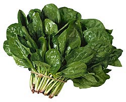 Spinacia-oleracea-espinaca