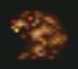 Diable-de-tasmanie