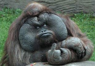 GorillaFinger