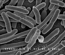 EscherichiaColi NIAID-1-