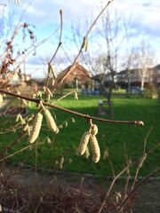 Woodfield Catkins 2018