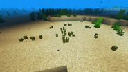 Warm Ocean  Minecraft Biomes Wiki  FANDOM powered by Wikia