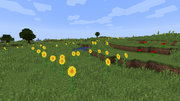 SunflowerPlains