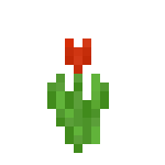 Tulipany4
