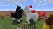 Donkey breeding