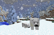 Polar Bear