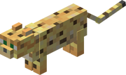 Ocelote
