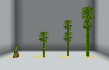 800px-Bamboo stages