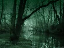 Swamp