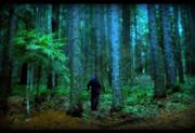 180px-Scary-Forest-Seattle