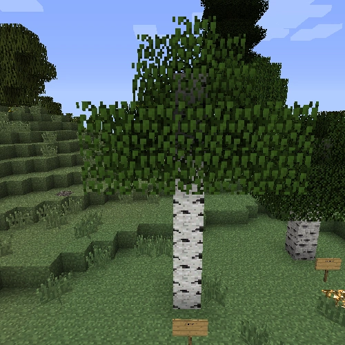 Birch Tree Minecraft Bedrock Wiki FANDOM powered by Wikia