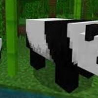 Panda Minecraft Bedrock Wiki Fandom