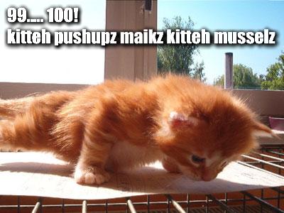 99-100-kitteh-pushupz-maikz-kitteh-musselz