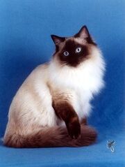 Gato-ragdoll