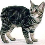 Manx