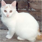 Razasvan