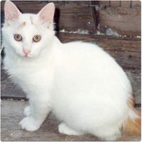 Gato Van Turco Minino Wiki Fandom