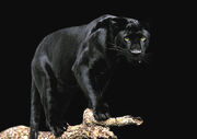 Pantera negra