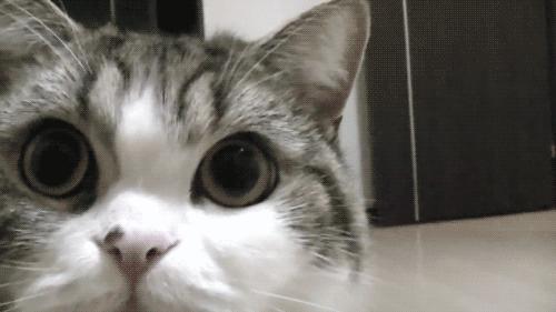 imagen funny cat gifs
