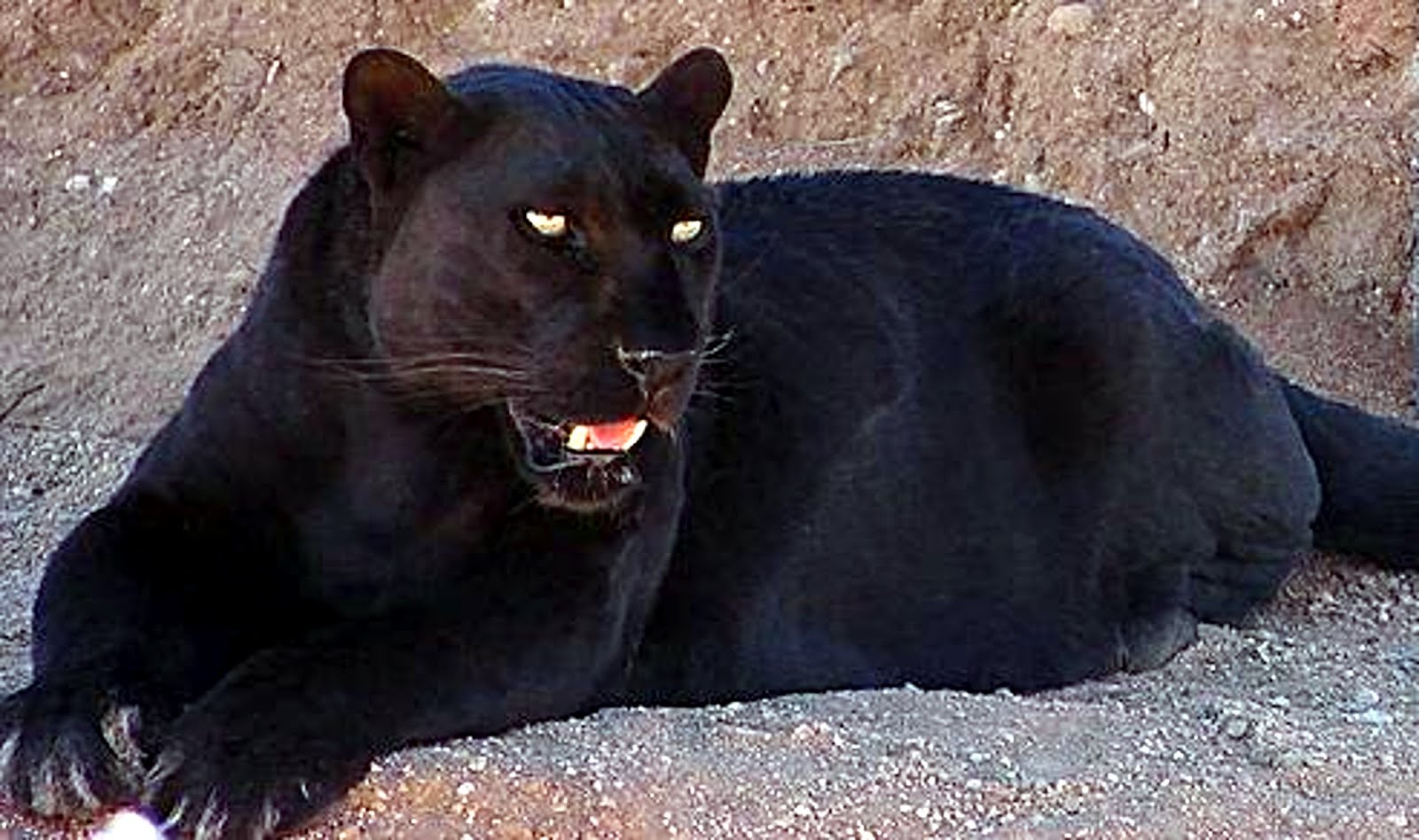 puma wikipedia