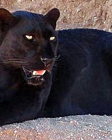 puma wikipedia