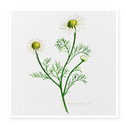 Roman-chamomile