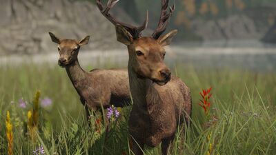 Ohdeer