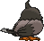 Starly XY back