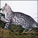 California-spangled-cat3
