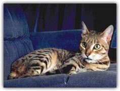 California Spangled Cat