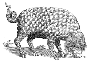 Catoblepas escamas