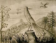 Fenghuang-drawing-1664