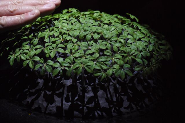 File:Plant.jpg