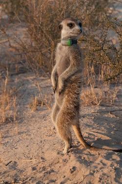 Gerald Durrell