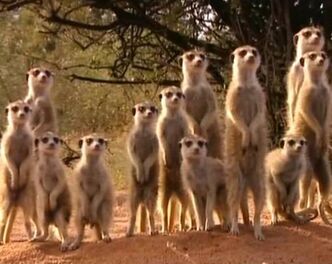 Eclipse Mob