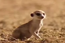 Peanut as a pup.