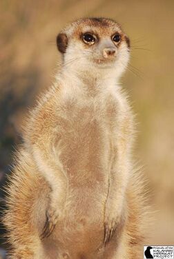 Wiley Kat