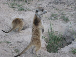 Orinoco and Jude