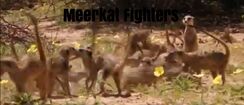 Meerkat Fighters