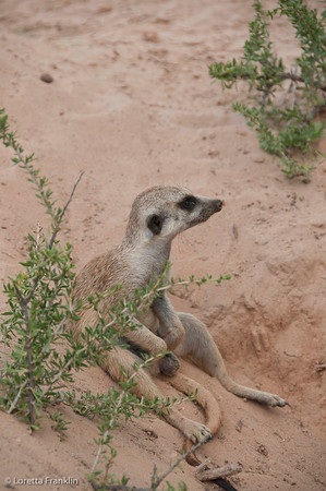 Lavern Warthog